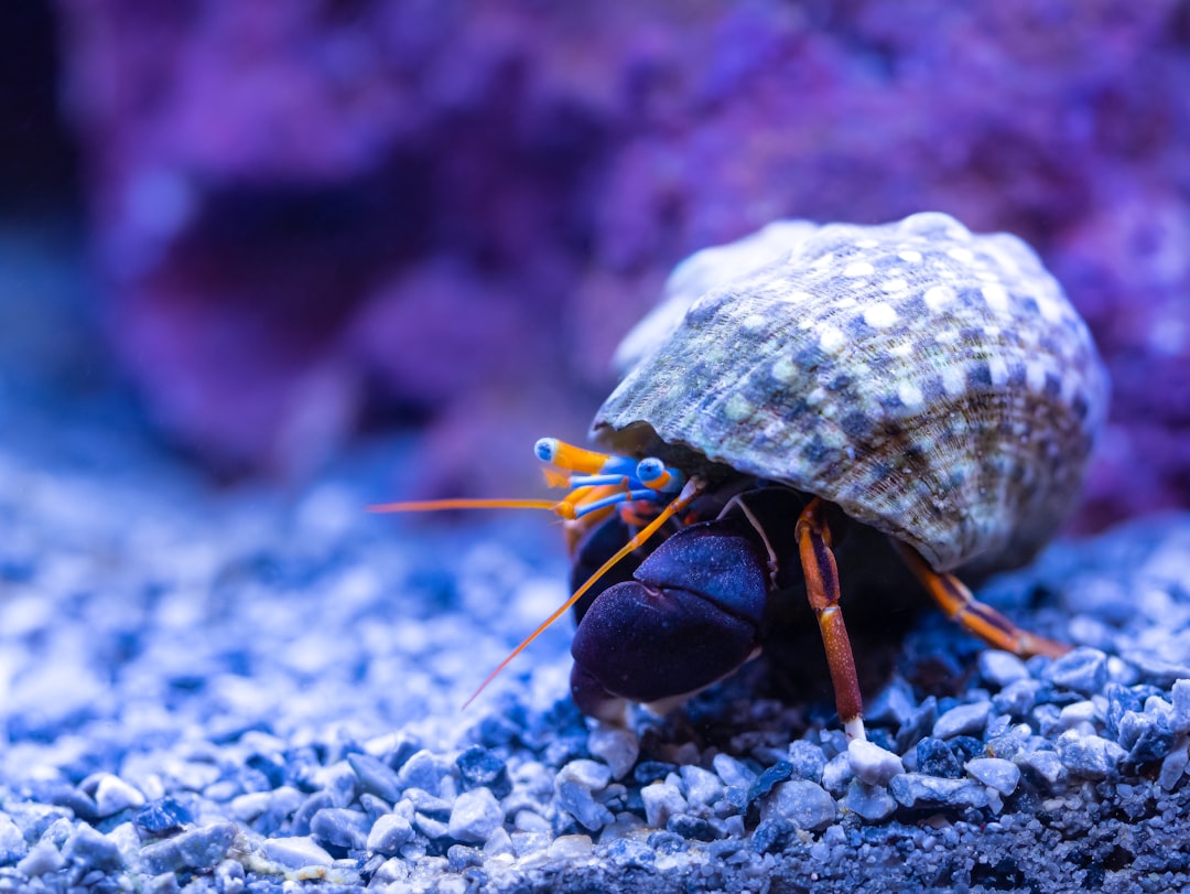 Crazy Crab Takes Over the Beach